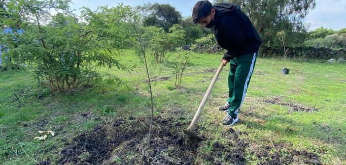 Siguen plantando arboles en Moroleón