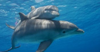 Diputados avalan prohibir uso de mamíferos marinos en espectáculos